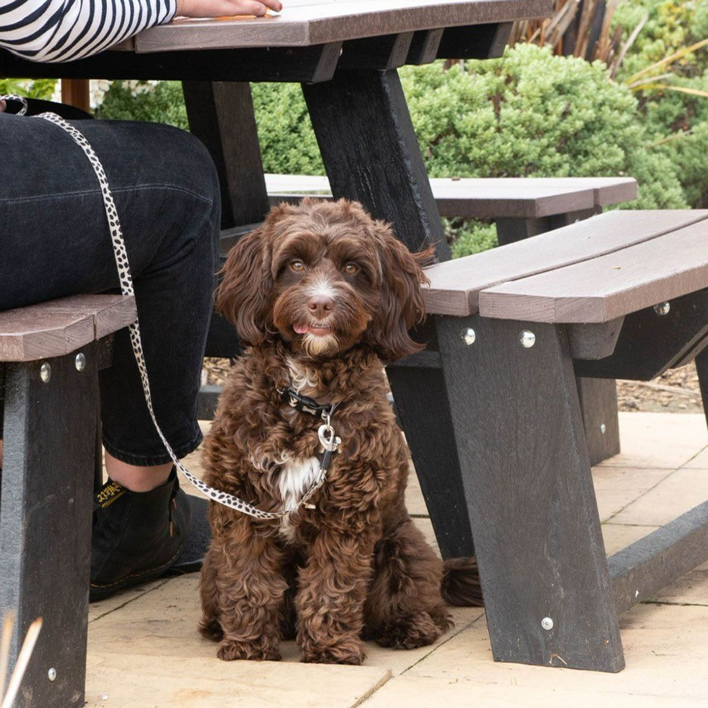 Your local dog friendly pub in Ashington